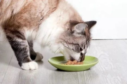 娱乐吃瓜酱大猫咪,揭秘娱乐圈背后的喵星人故事