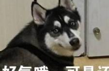 二哈表情包 搞笑图片,萌宠界的搞笑担当，带你笑出腹肌